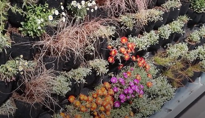Licuas realiza un jardín vertical con 1.700 plantas en el paso subterráneo de Carlos III de Córdoba